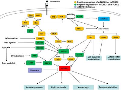 Prospects and hot spots for mammalian target of rapamycin in the field of neuroscience from 2002 to 2021